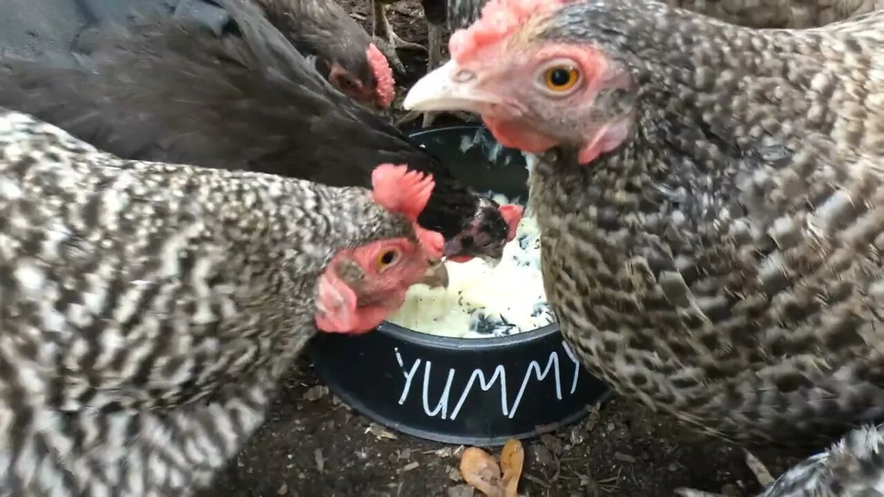 Chickens treated to pudding snack.
