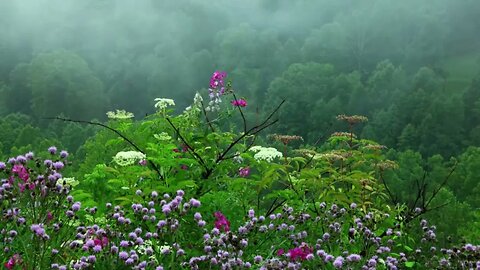 Rain Sounds With Tibetan Singing Bowls And Birds Chirping Made With Clipchamp