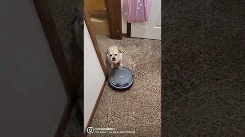 GIZMO GANGSTA