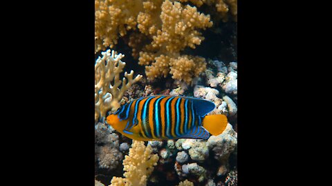 Stunning Underwater Footage, Music - Rare & Colorful Sea Life Video