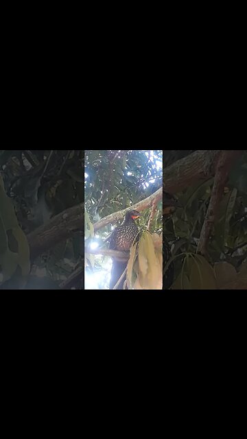 Criação de Jacu Jacuaçu