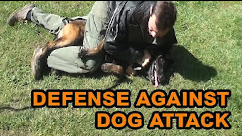 How to defend against a dog. Self defense against dog attack stay safe