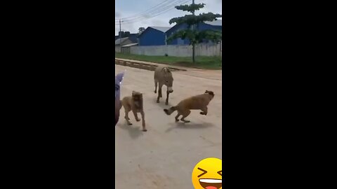 Dog and Donkey 😂🐴 funny comedy videos