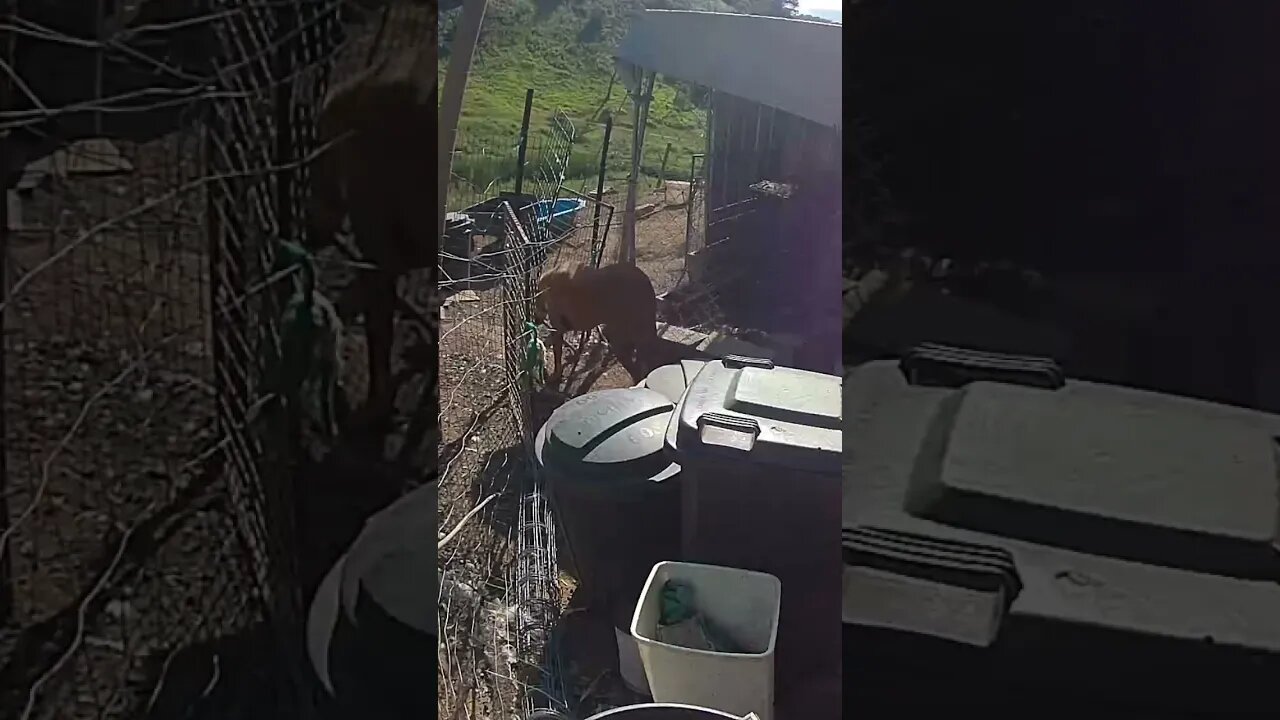Farm cam. Dog watch