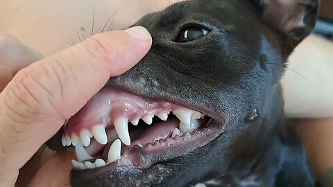 Puppy young dog BITING seeing the difference between play & fighting & top tips Patterdale Terriers