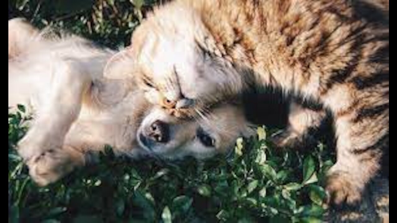 How to kiss your lover 💋😘 learn form these cats