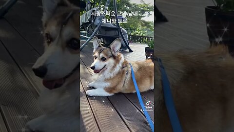 웰시코기 토르와 제니 #반려견브이로그 #반려견 #강아지사랑 #vlog