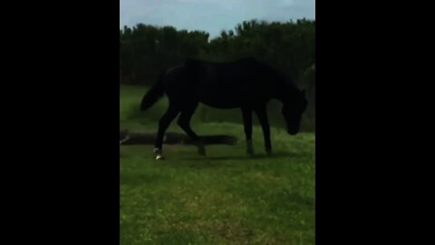 Crocodile 🐊 VS Horse 🐎 | #Shorts #animal