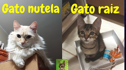 O gato Dante conhece a turma