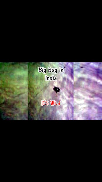 Big Bug In India – It’s Wild