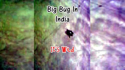 Big Bug In India – It’s Wild