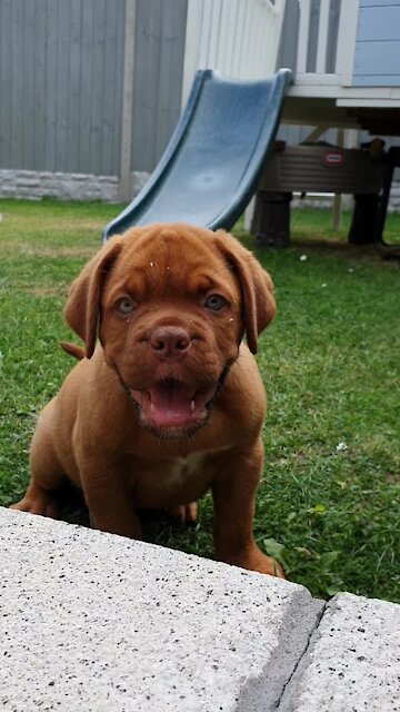 Puppy loves to play peekaboo with owner