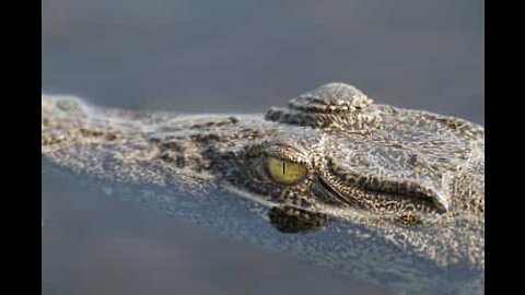 Drone sobrevive a ataque de crocodilo na Austrália