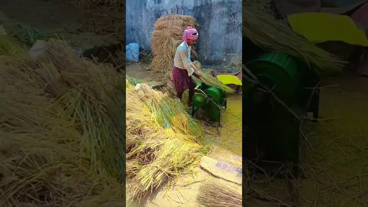 বাবা ধান ঝারছে🤗🤗//শস্য শ্যামলো সুন্দর