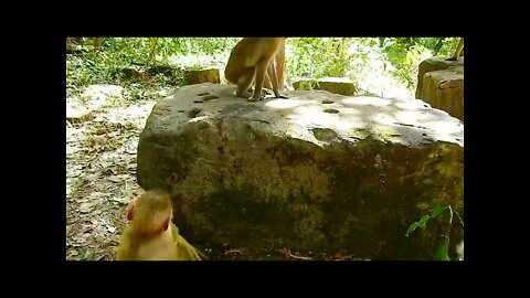 Poor Babies Very Hungry Asking for Corn To Eat