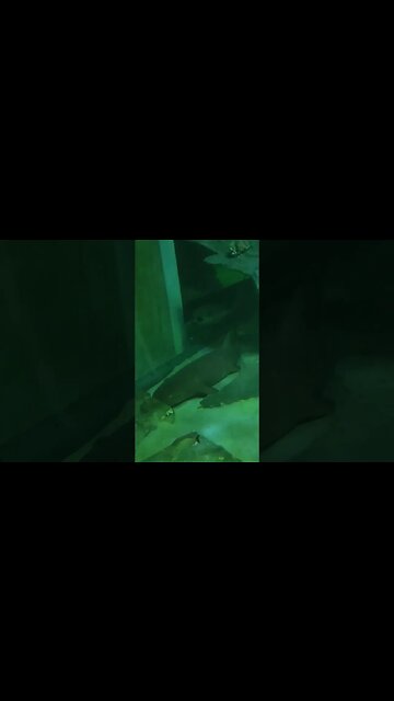 Big rank Pineknollshores aquarium