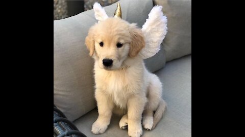 Super Cute Golden Retriever