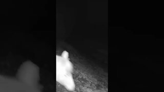 Brumby night vision