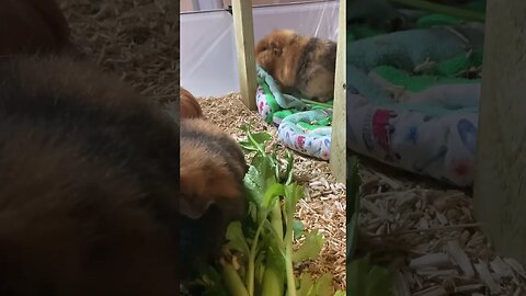 Guinea pig cleaning herself