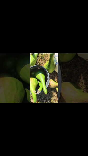 gleening the field picking peppers
