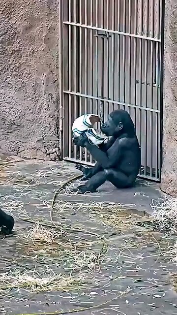 Whoelsome: Baby gorilla enjoying his new toy.