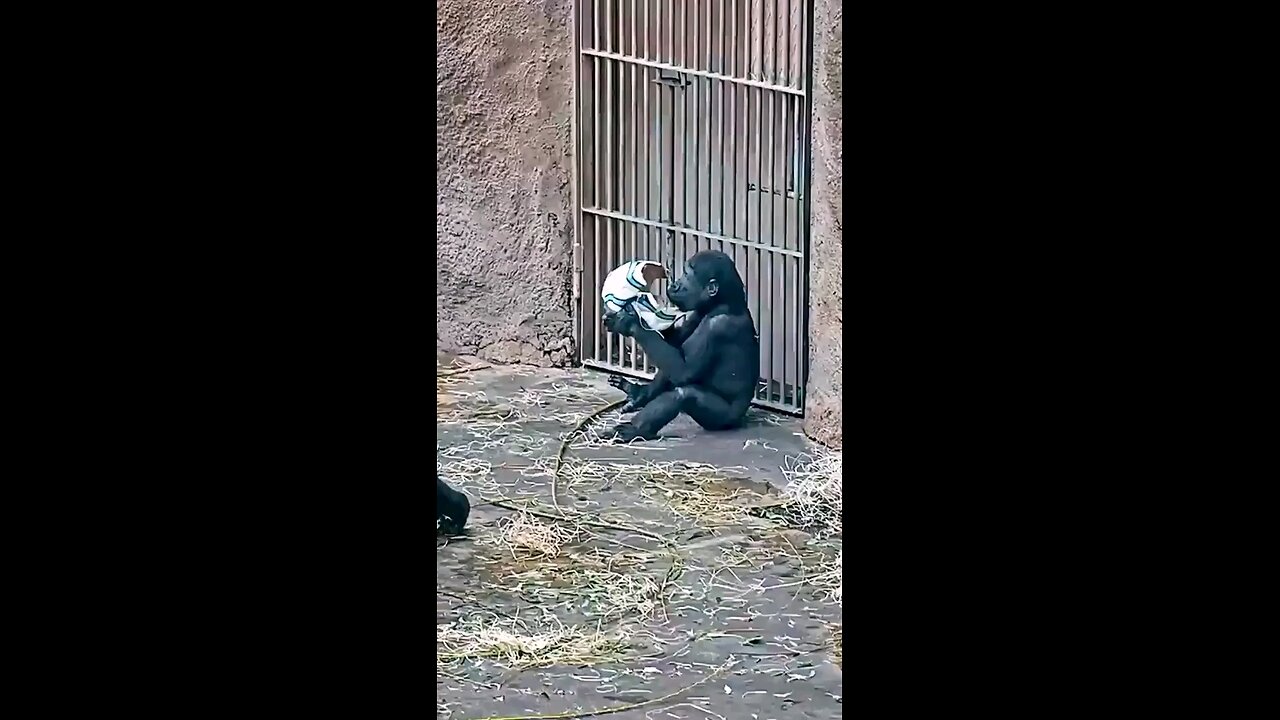 Whoelsome: Baby gorilla enjoying his new toy.