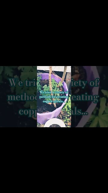 Electroculture: spiral copper antennas and tepees #shorts #electroculture #garden #organicgardening