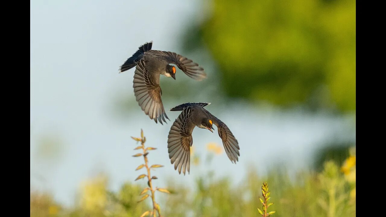 Kingbird Chase Sequence, Sony A1/Sony Alpha1