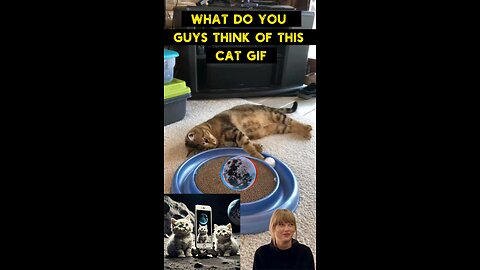 Cute Cat Gif