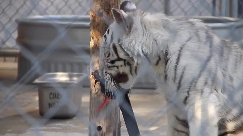 Sanctuary asks for help naming white tiger cub