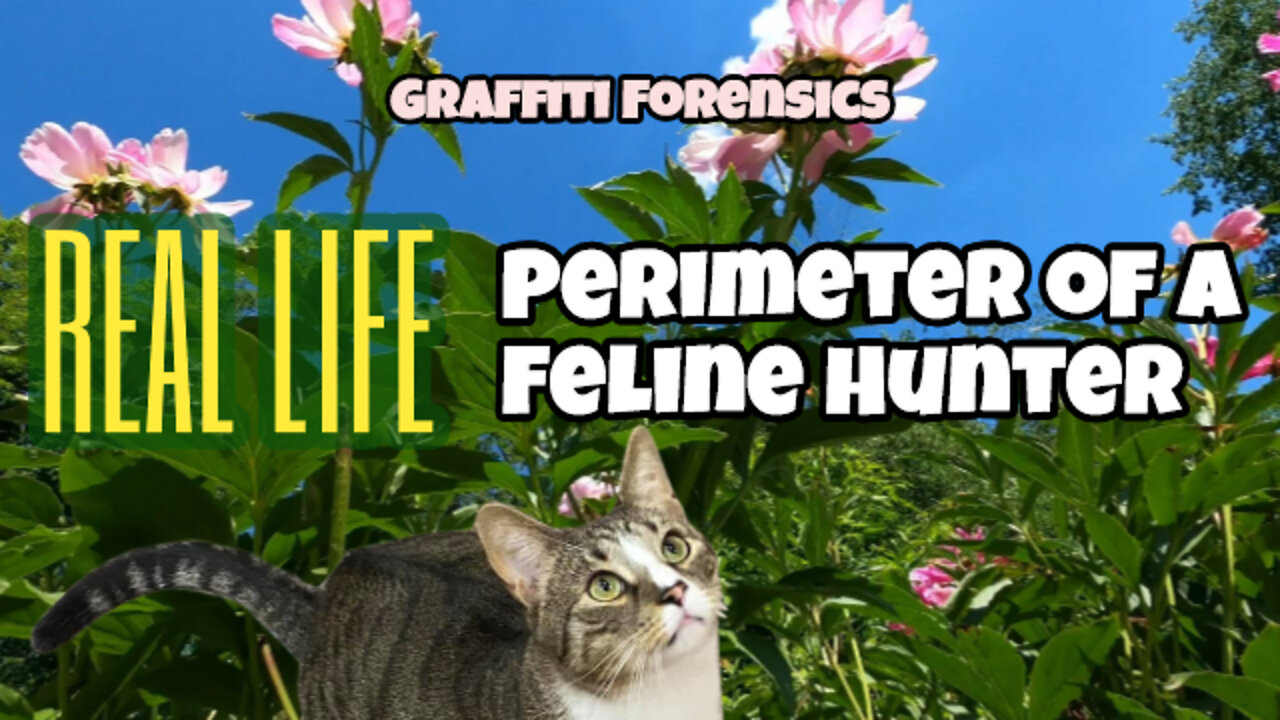 REAL LIFE Perimeter of a Feline Hunter