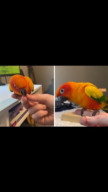 Recall training tutorial for your pet bird