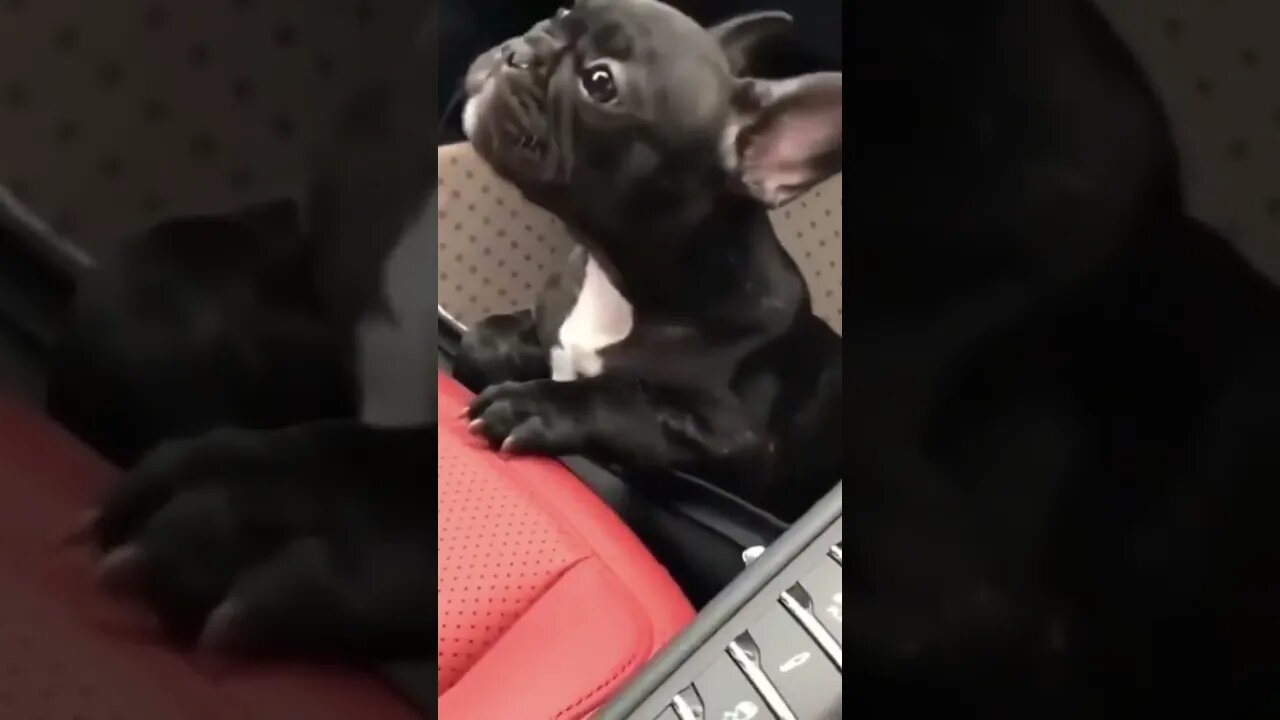 Funny dog activity