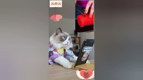 OMG So Cute Pets 💖 Best Funny Cat New Videos 2021