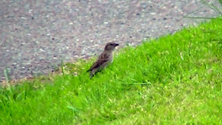 IECV NV #535 - 👀 House Sparrow Searching For Food 🐤 5-6-2018