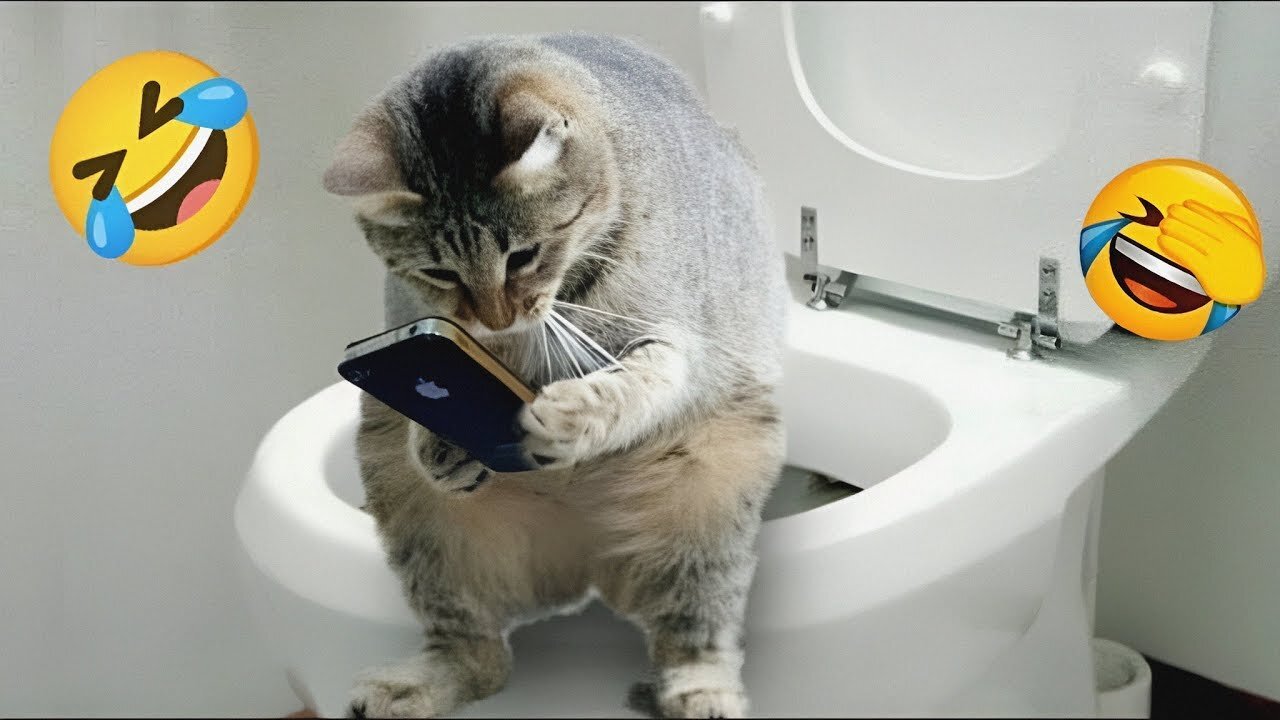 😂Cat Memes: Skibidi Toilet Cat and Funniest Dogs (updated) 😅 Trending Funny Animals 😹