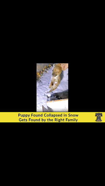 Puppy Found Collapsed in Snow Gets Found by the Right Family