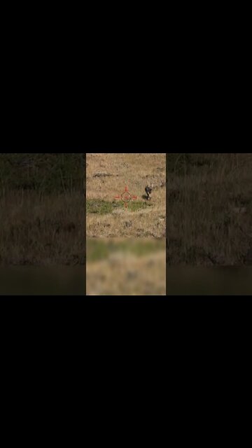 Hunting Coyotes #shorts #dogs #animals #hunter #061