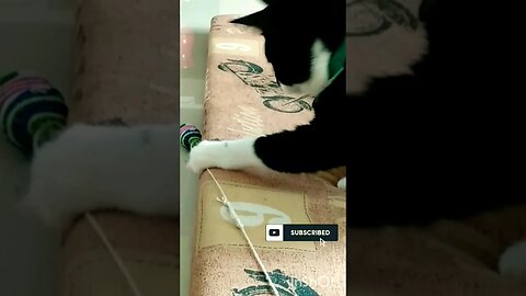 Gato Bartolomeu Tunico brincando 💕😺