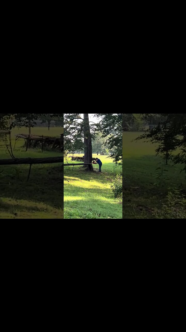 Biggest tree that I’ve cut down so far.