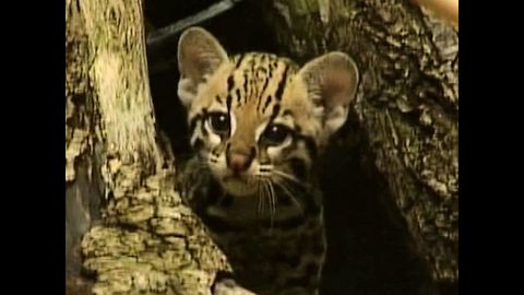 Ocelot Cub