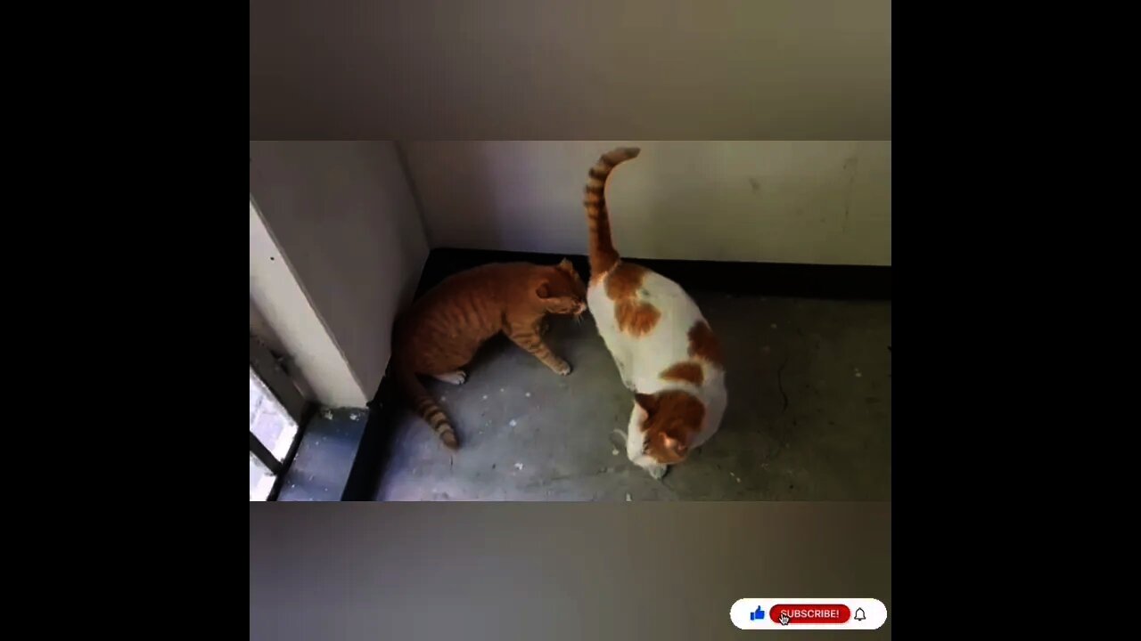 cat fighting funny videos / Cat lover this world