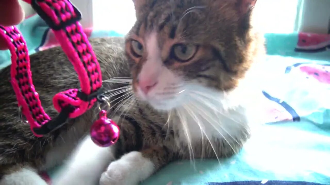 Kitten Is Curious about the Bell