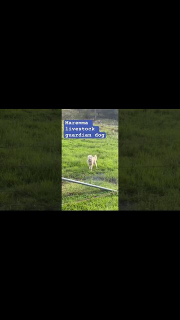 Maremma livestock guardian dog