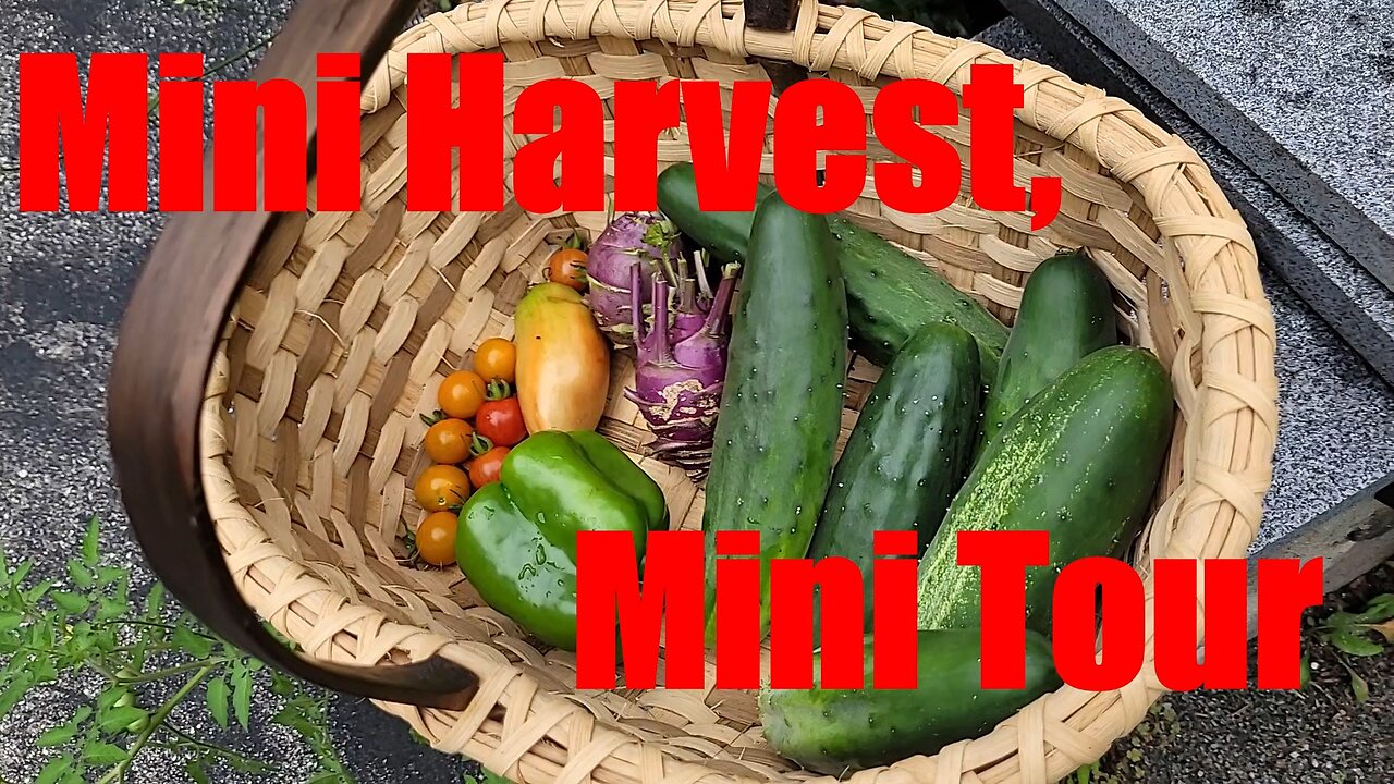 Fall-garden tour and Harvest