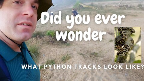 HUGE PYTHON tracks sighting on early morning walk - The Python is the WORLDS LONGEST SNAKE -