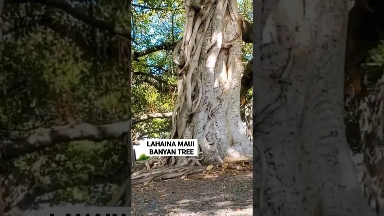 HISTORIC BANYAN TREE BEFORE THE FIRE 2023 LAHAINA MAUI