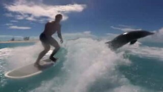 Un dauphin participe à une séance de wakeboard