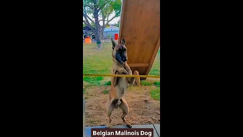 Acrobat Dog
