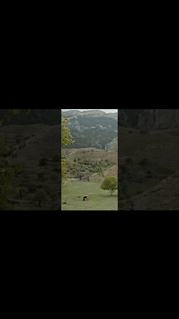 Capturing the nature😍 #nature #green #videography #cow